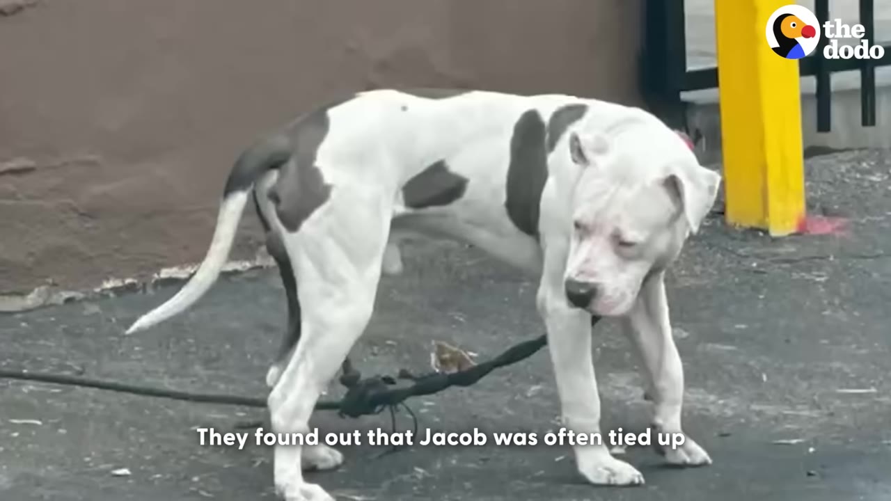 A white dog with grey patches stands on a paved street, tied to a leash, looking down.