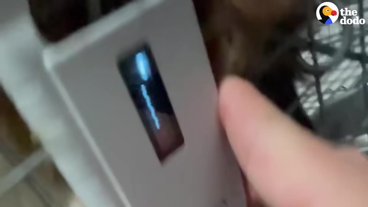 A close-up of a hand holding a white microchip scanner near a dog inside a wire crate.