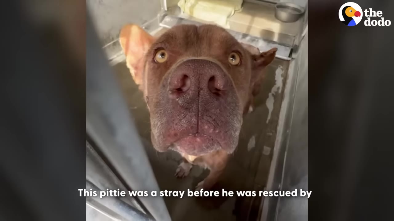 A close-up shot of a brown pit bull looking up with wide, hopeful eyes from inside a shelter kennel.
