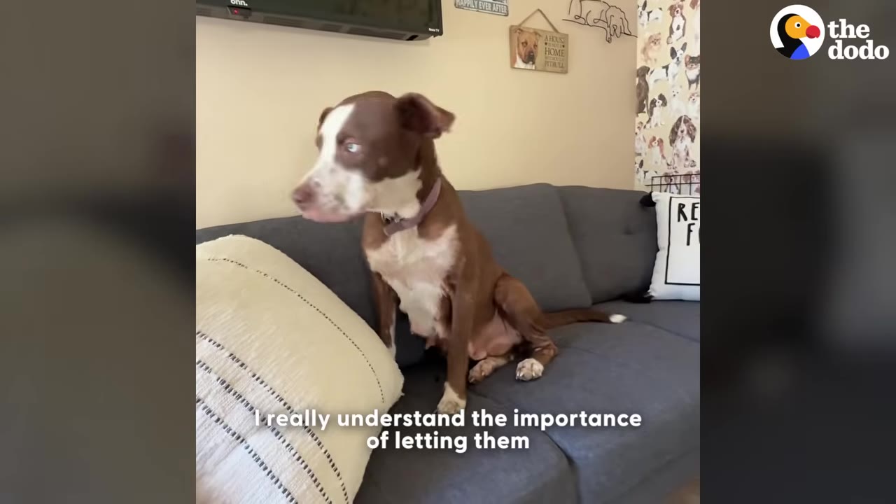 A brown and white dog with light-colored eyes sits on a grey couch next to a white pillow, looking to the side in a cozy room.