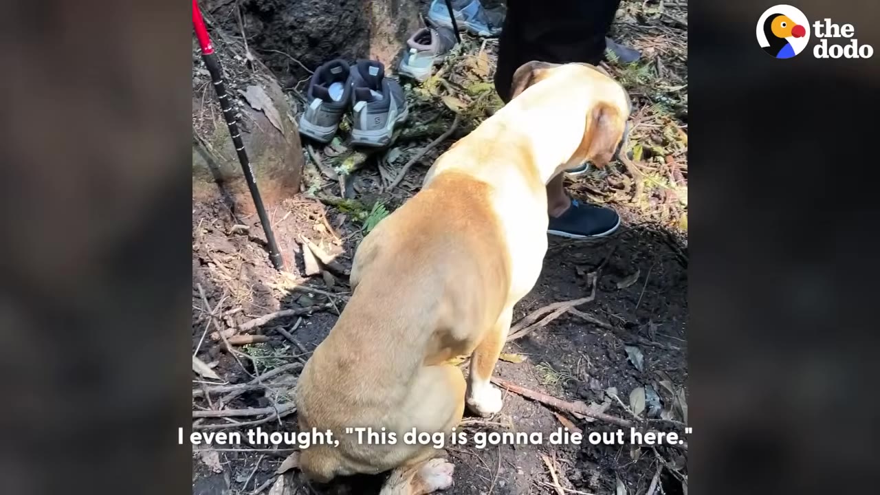 A tan dog sits on a dirt trail in the woods next to a hiker's legs and hiking gear.