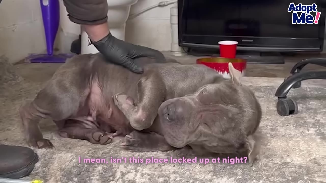 A grey dog lies on a rug while a hand wearing a black glove gently pets its side, with on-screen text reading 'I mean, isn't this place locked up at night?'.