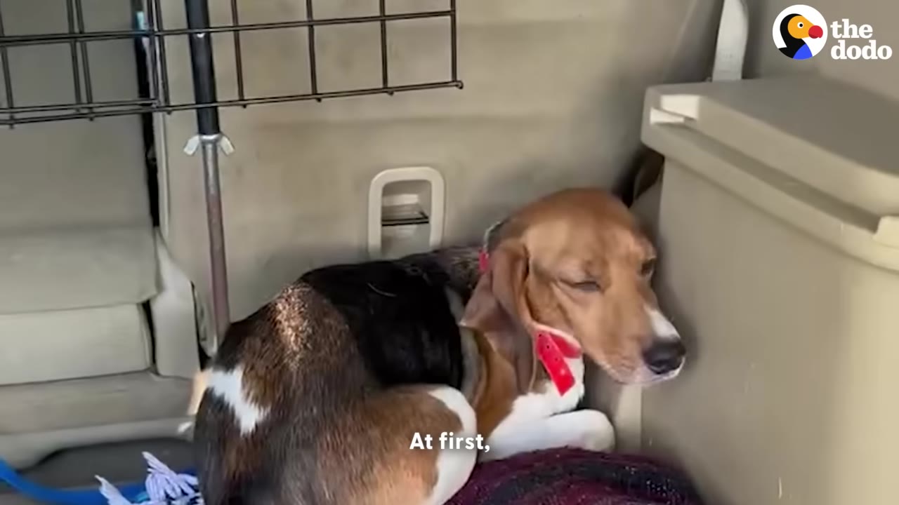 A brown, black, and white beagle-mix dog named Butter curls up tightly in the back of a car, looking downcast and avoiding eye contact.