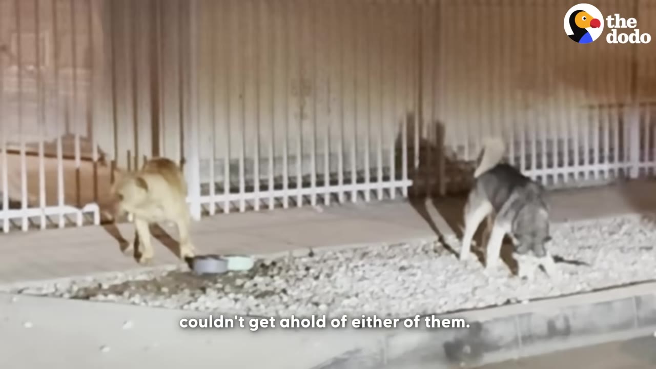 A husky and a tan dog stand near a metal fence at night next to food bowls on a gravel strip.