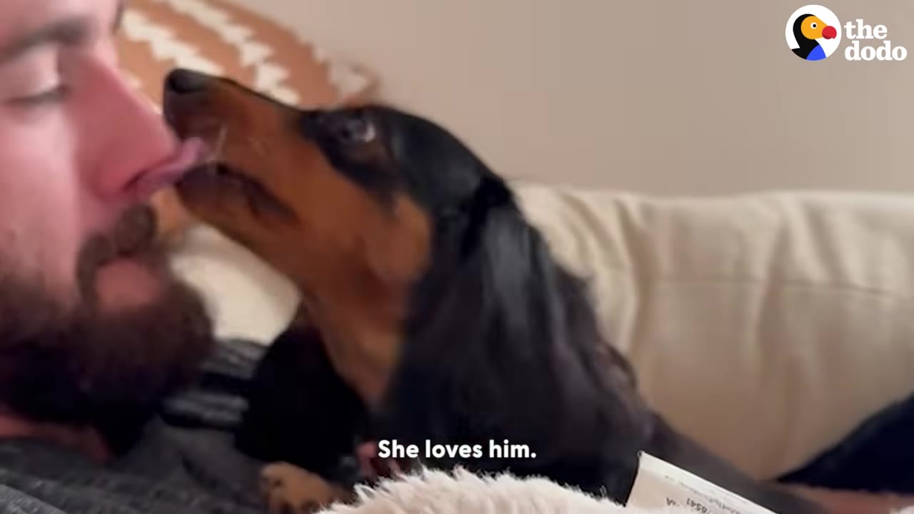 A black and tan dachshund licking the nose of a bearded man lying on a couch.