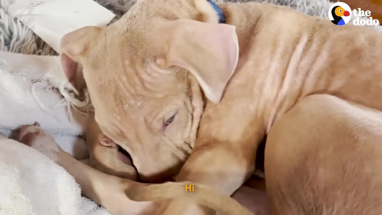 A light brown puppy curled up on a white blanket, looking down and away from the camera.