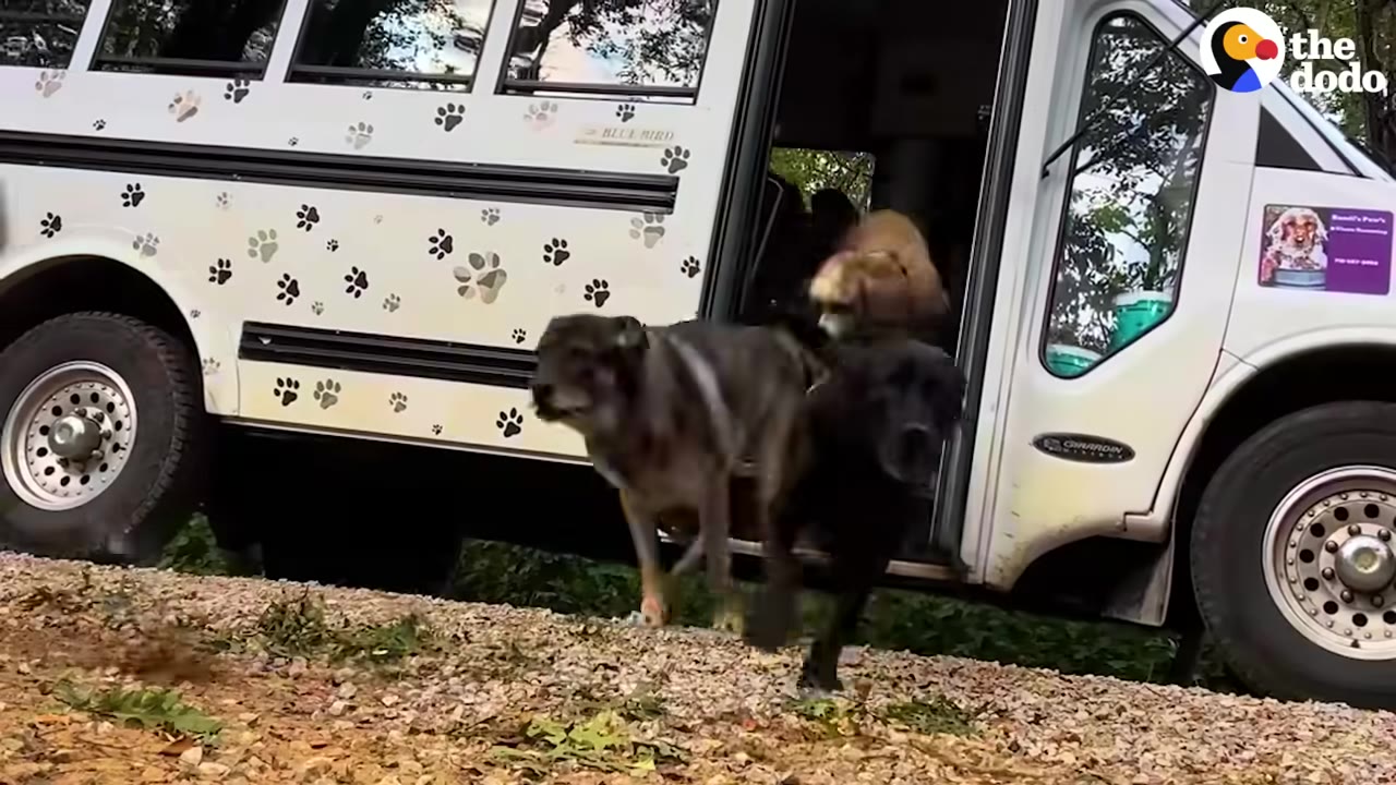 Several dogs exit a white bus decorated with black paw prints.