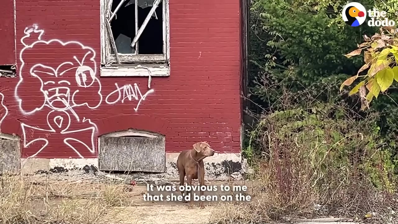 A brown dog stands on a patch of dry grass in front of a red brick building covered in white graffiti, next to overgrown weeds.