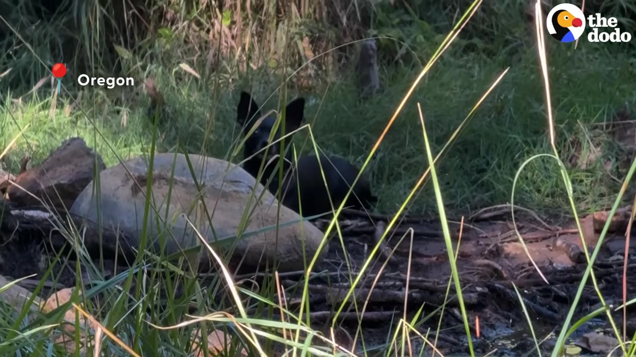 A small black dog sits hidden behind a large rock in a dense, grassy forest area.