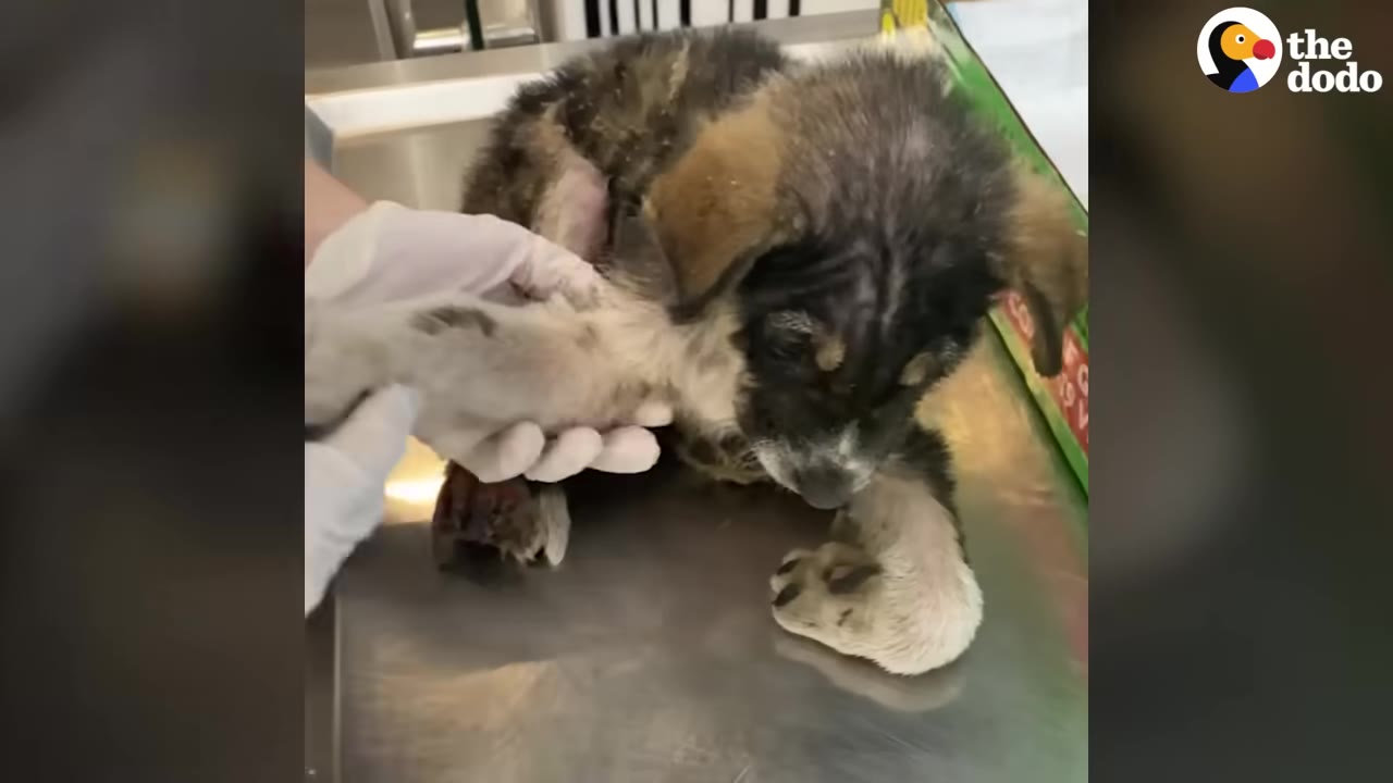A small, injured puppy with matted fur lies on a metal examination table while a person wearing white gloves gently inspects its front leg.