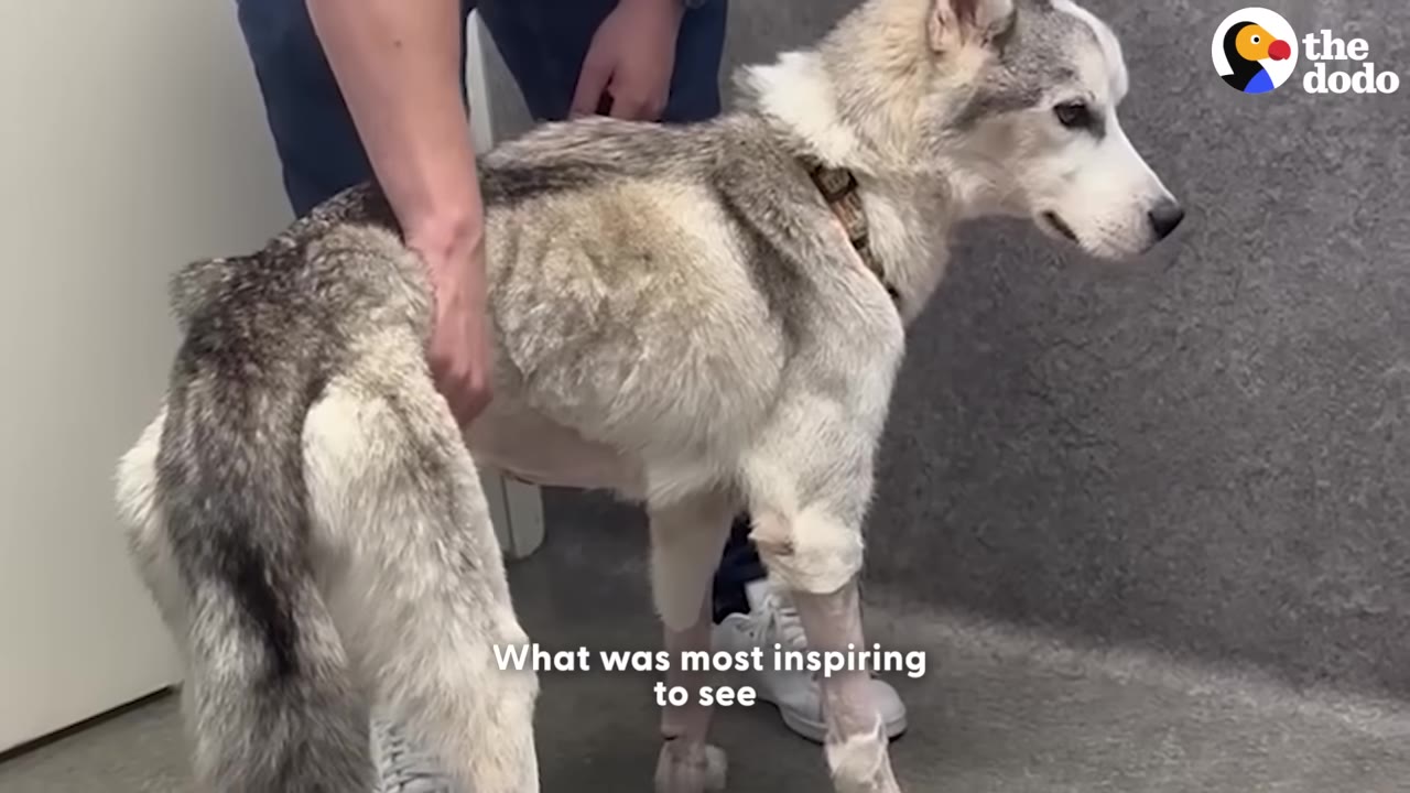 A thin husky-like dog with shaved patches on its legs stands while being supported by a person's hands in a clinic setting.