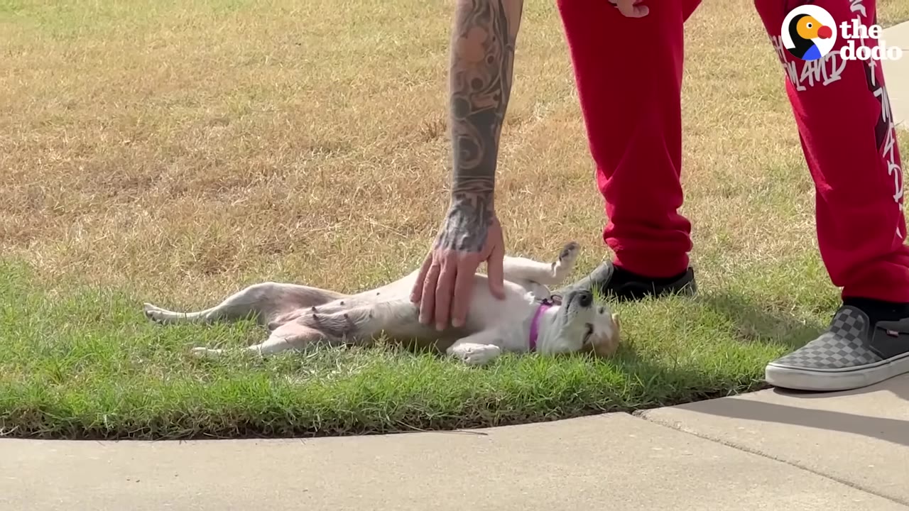 A small white dog with a purple collar lies on its back in the grass, receiving a belly rub from a person with a tattooed arm.