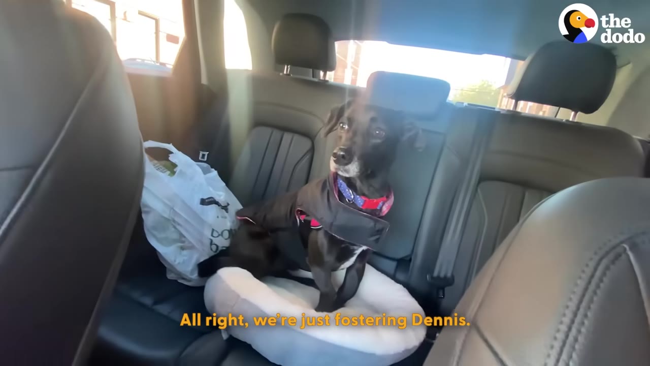 A small black dog wearing a jacket and collar sits in a dog bed on the back seat of a car.