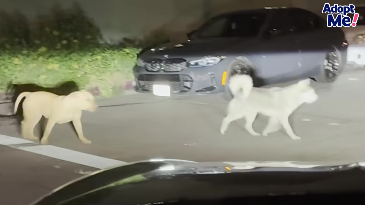A tan dog and a white dog walking across a paved street at night in front of a parked dark sedan.