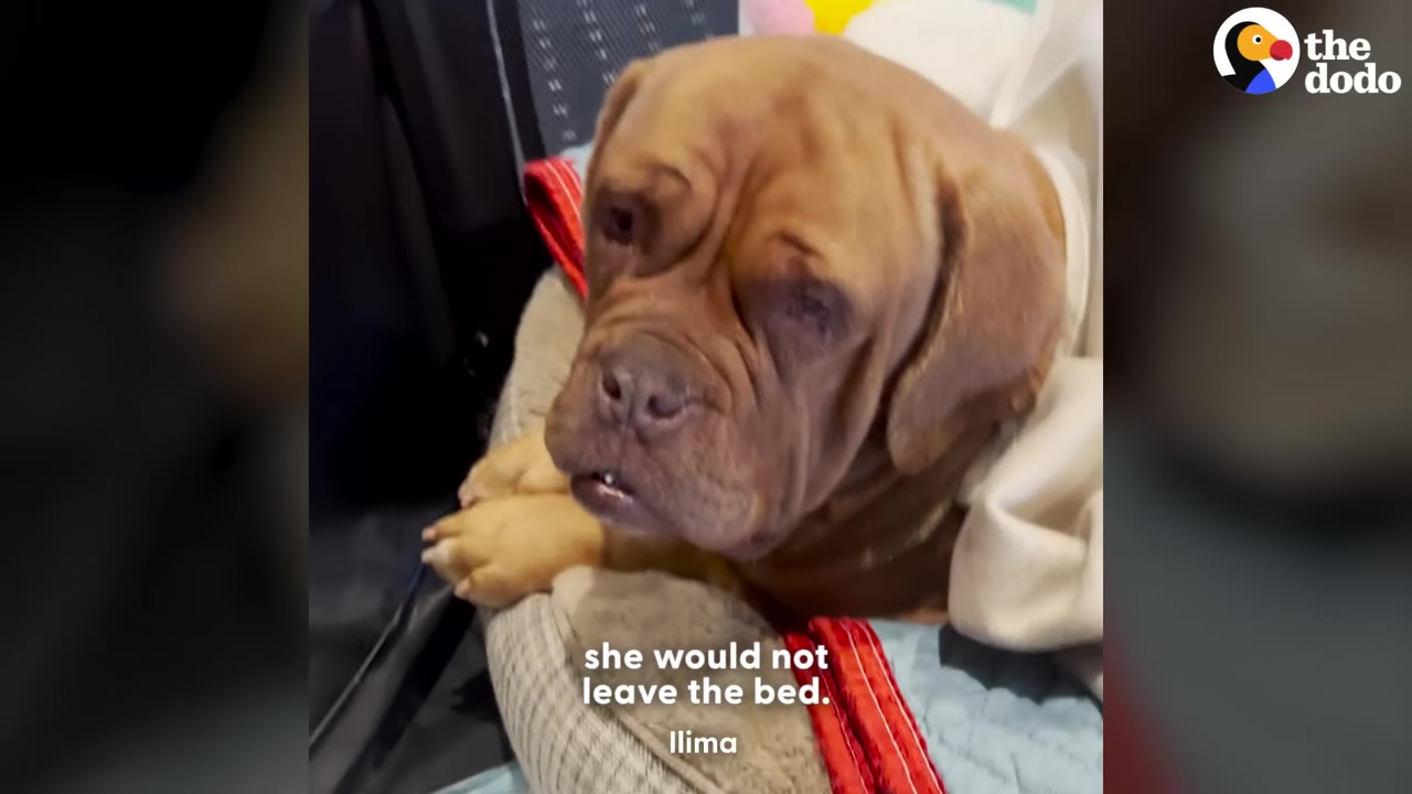 A brown dog with a wrinkled face lies curled up in a dog bed, looking anxious and hesitant to move.