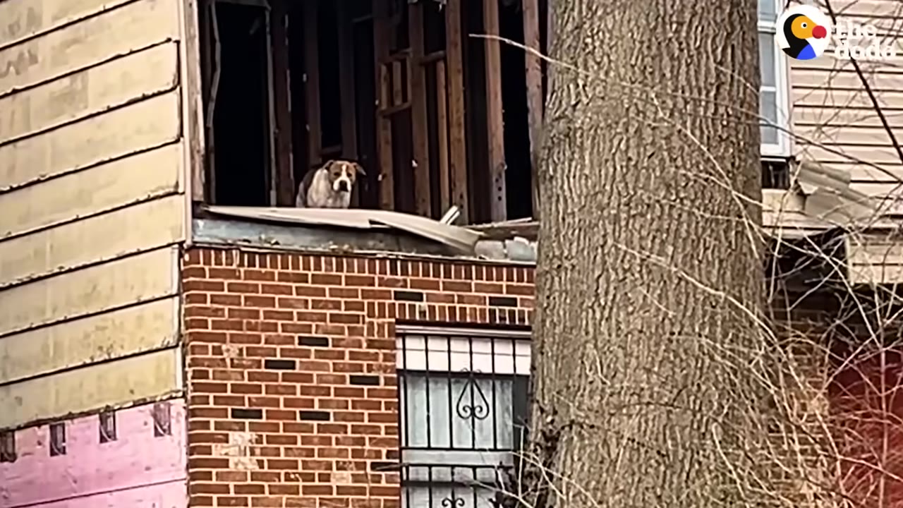 A brown and white dog stands in the open upper-story window of a dilapidated brick building, looking out.
