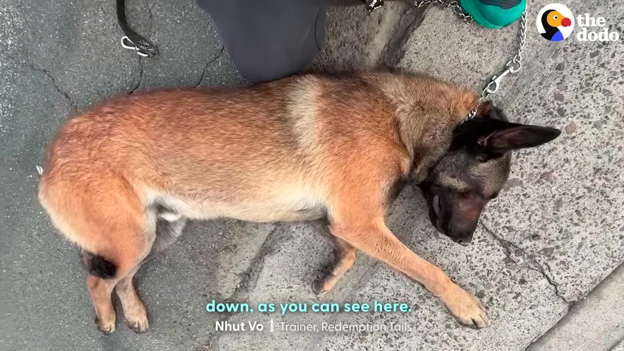 A Belgian Malinois dog lies flat on its side on a concrete sidewalk, refusing to move, with a trainer's leg and leash visible nearby.