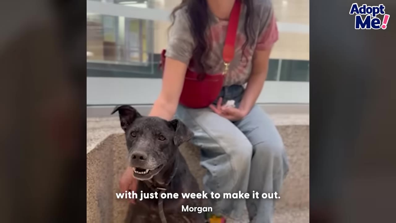 A black dog sits next to a woman sitting on a concrete ledge, with text reading 'with just one week to make it out. Morgan'.