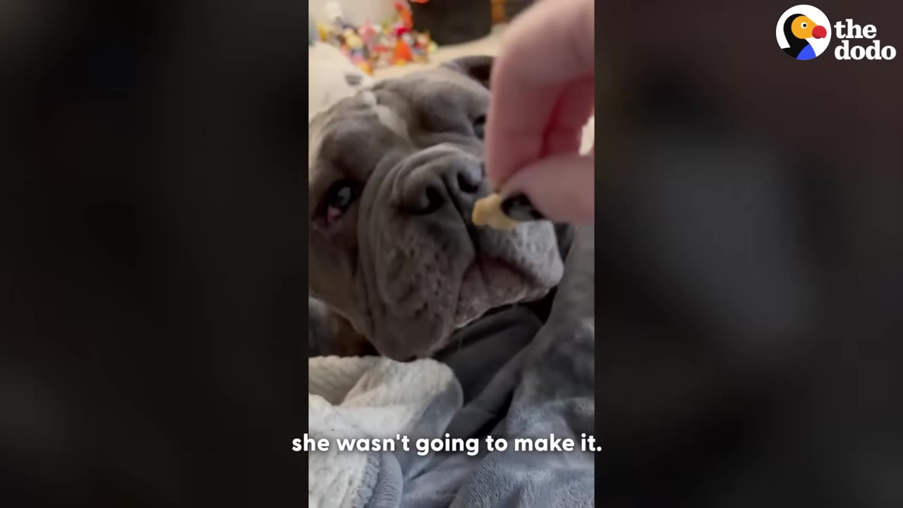 A close-up of a grey bulldog lying down on soft blankets, looking up as a hand feeds her a small treat.