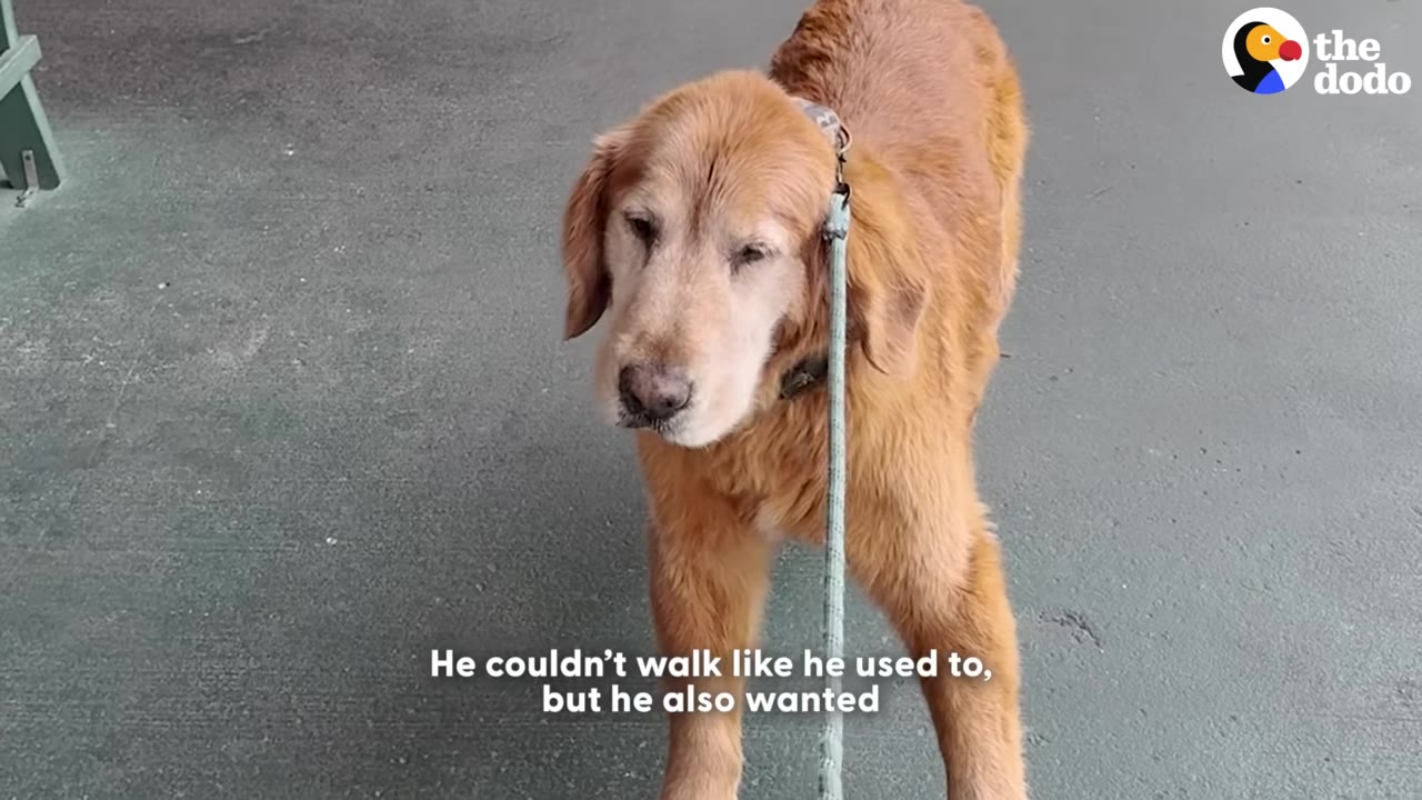 An elderly golden retriever dog standing on a paved surface with a leash, looking tired with squinted eyes.