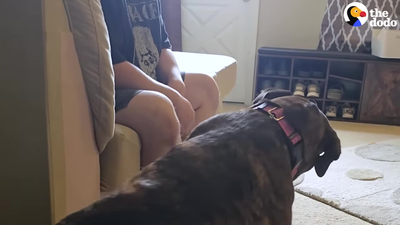 A brindle dog wearing a pink collar stands in a living room, looking toward a person sitting on a couch.