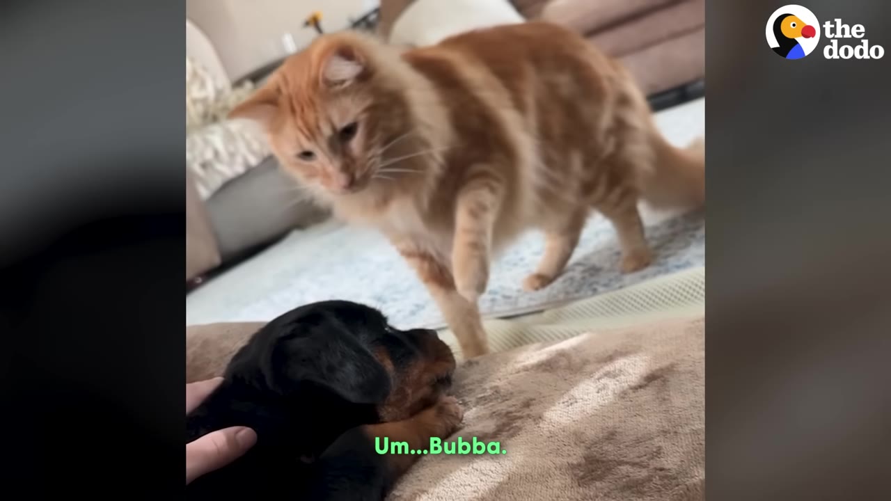 An orange cat cautiously raises its paw while looking down skeptically at a black and tan puppy lying on a cushion.