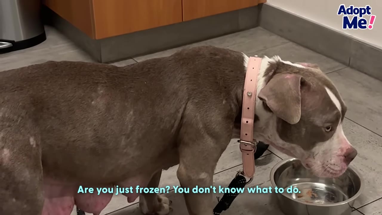 A brown and white dog wearing a pink collar stands on a tiled floor next to a metal bowl, looking down with a sad expression.