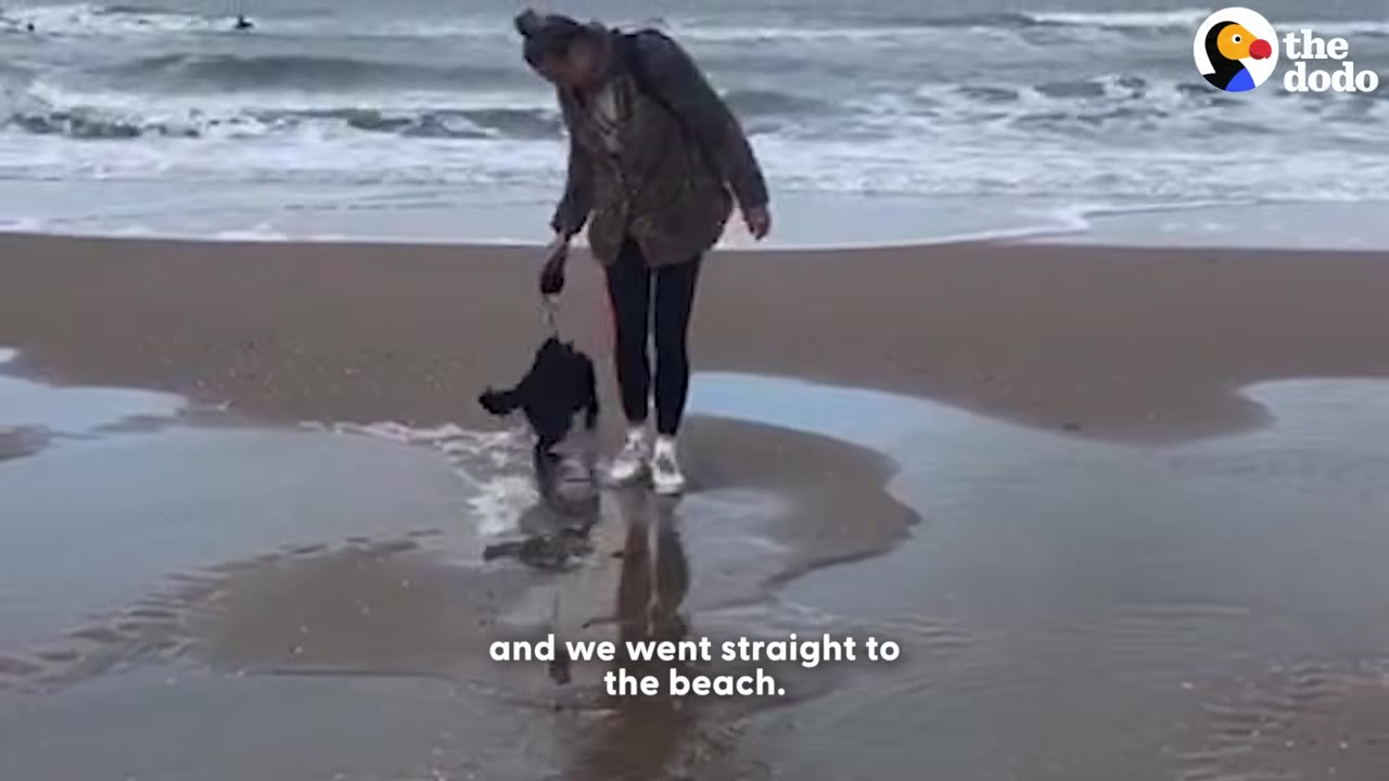 A person in a jacket and leggings walks a small black dog on a leash along a sandy beach near the ocean waves.