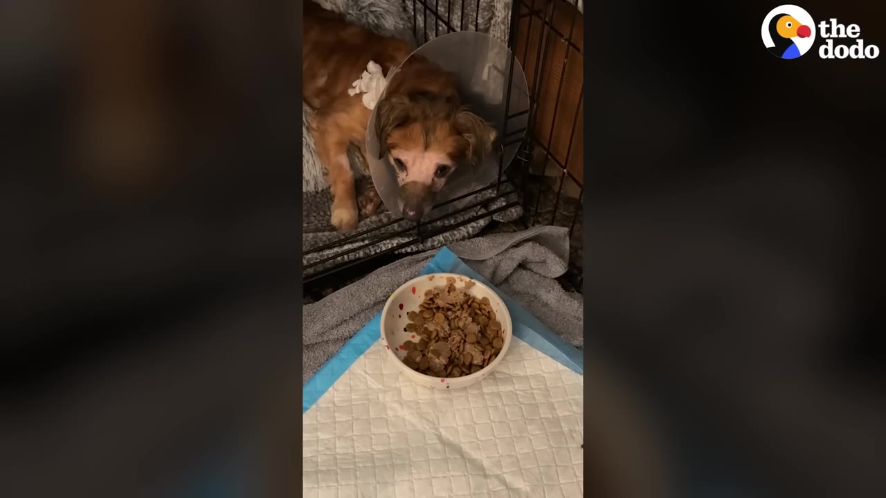 A small brown dog wearing a plastic protective cone looks out from a wire crate toward a bowl of food.