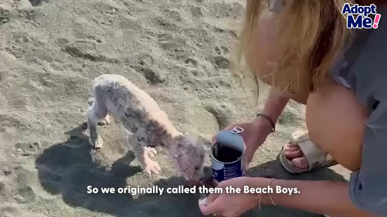 A woman feeds a small, thin, hairless puppy on a sandy beach from a metal can.