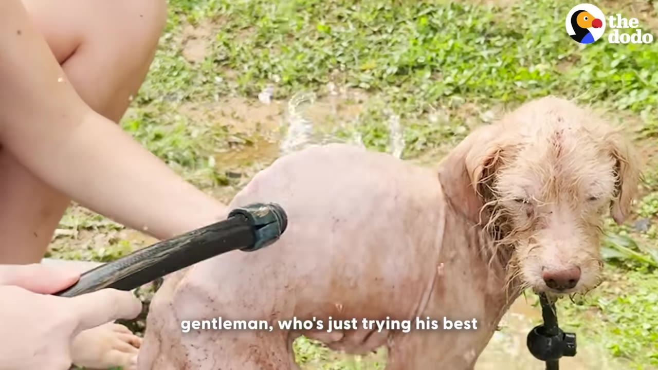 A small, wet, light-colored dog with sparse fur stands patiently while being sprayed with water from a hose held by a person.