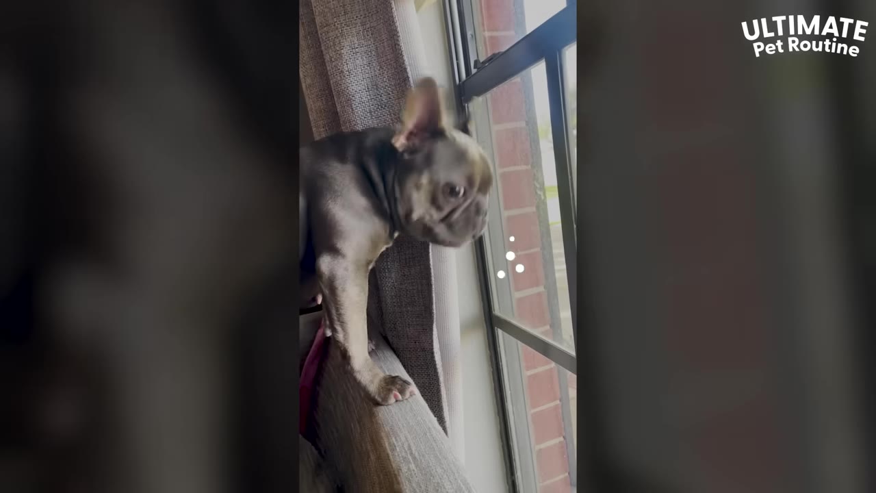 A French bulldog stands on the back of a sofa, looking intently out of a window.
