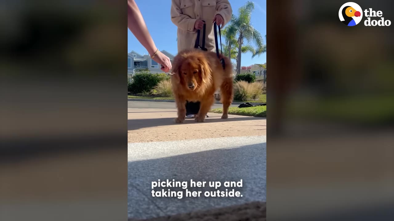 A golden retriever stands on a paved path while a person holds a support harness around its body and another person offers a treat.