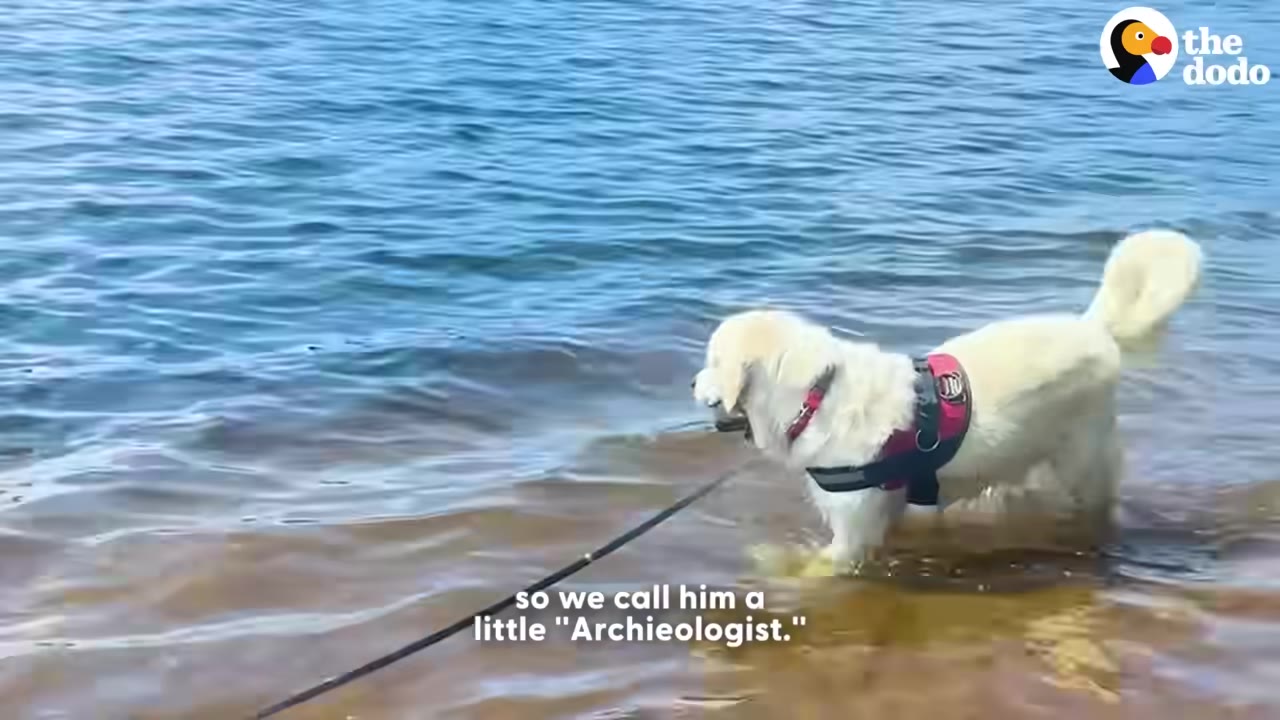 A golden retriever wearing a red harness stands in shallow water near the shore, with text on screen reading 'so we call him a little "Archieologist."'
