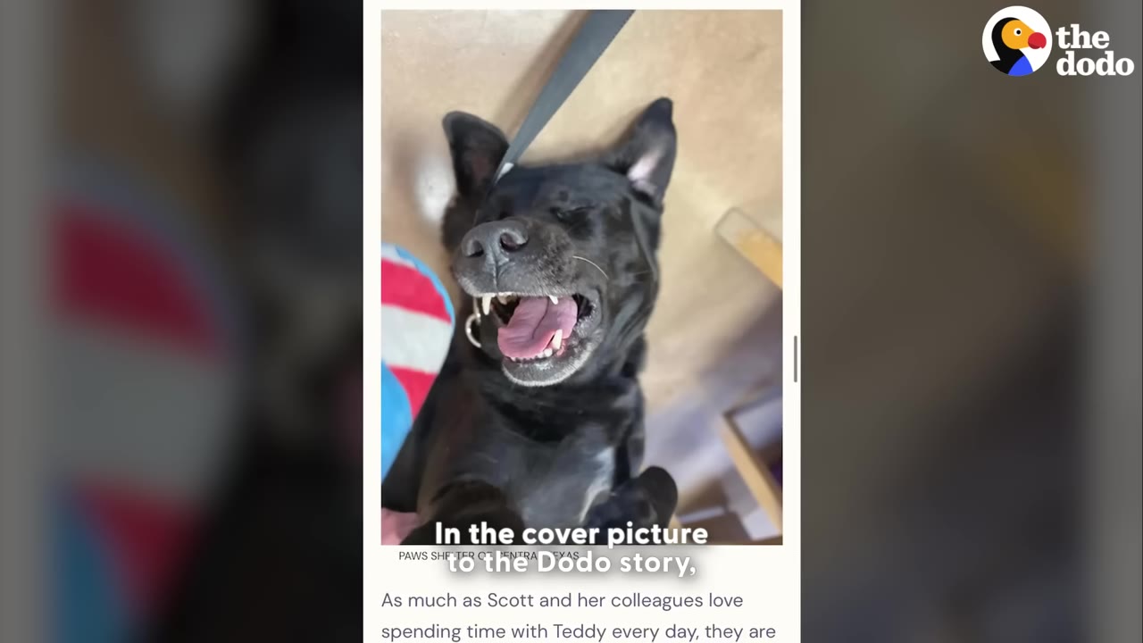 A screenshot of an online article showing a black dog lying on its back with its mouth open in a happy expression, next to a colorful toy.