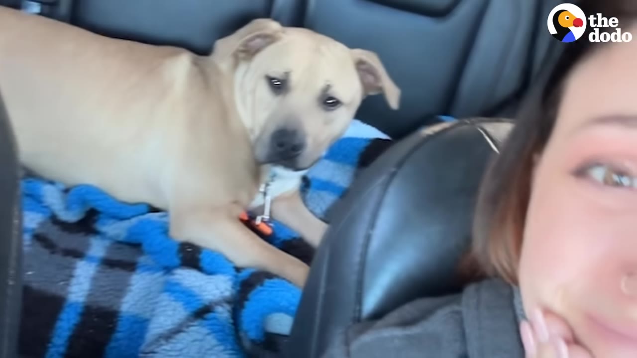 A tan dog sits on a blue patterned blanket in the back seat of a car, looking toward the camera, while a woman's face is partially visible in the foreground with an emotional expression.