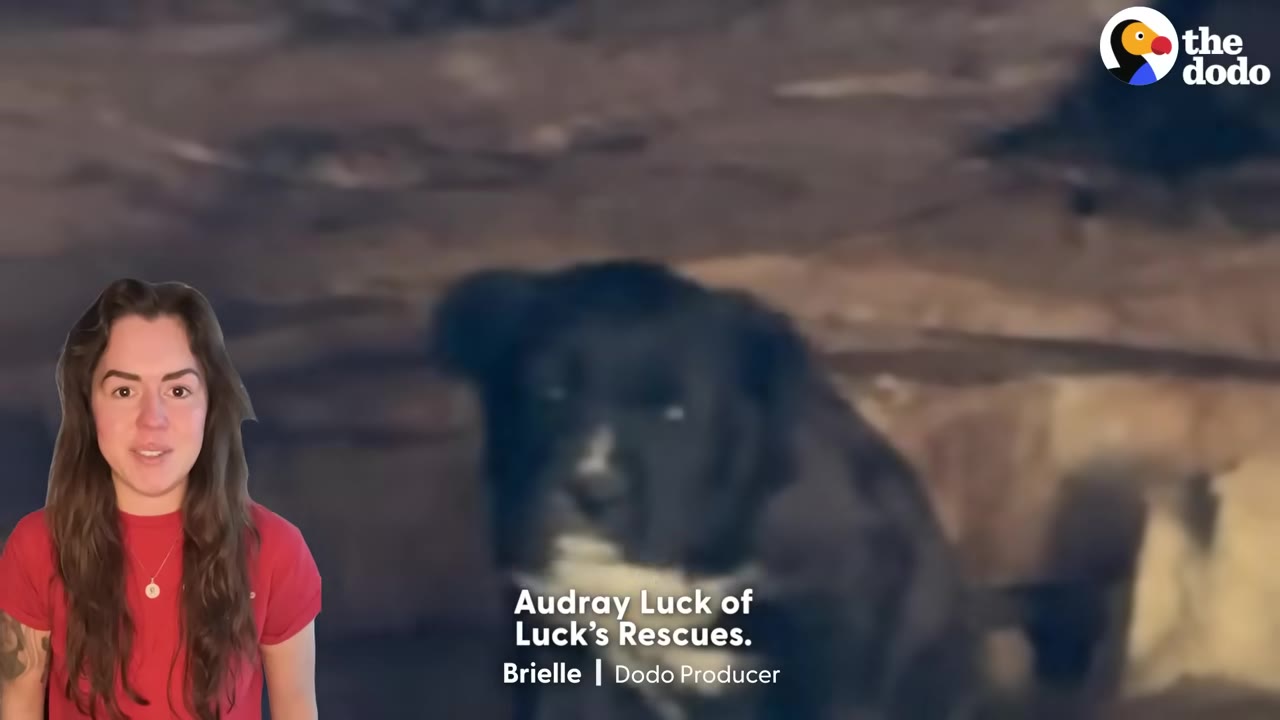 A video frame featuring a woman on the left in a red shirt, with a blurry black and white dog in the background and text overlay reading 'Audray Luck of Luck's Rescues.'