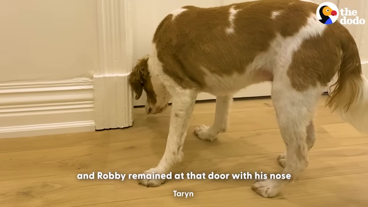 A brown and white dog sniffs the bottom crack of a closed white door.
