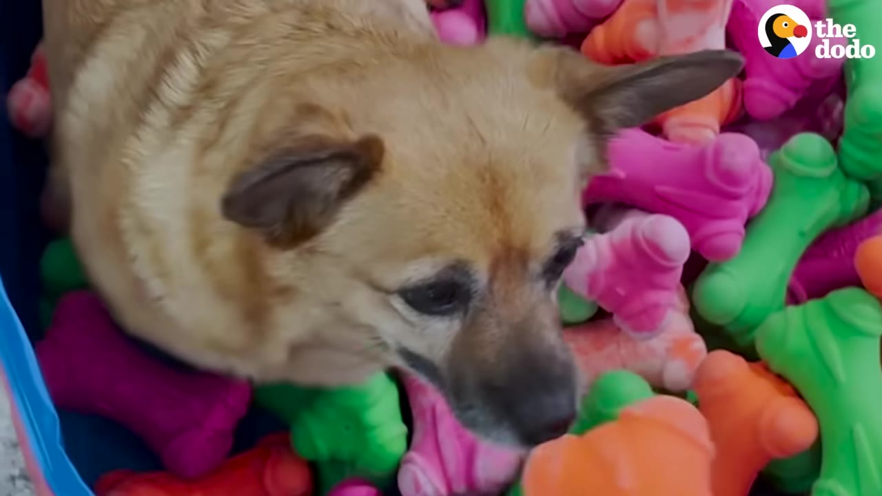 A small brown dog stands surrounded by a pile of colorful, bone-shaped toys.