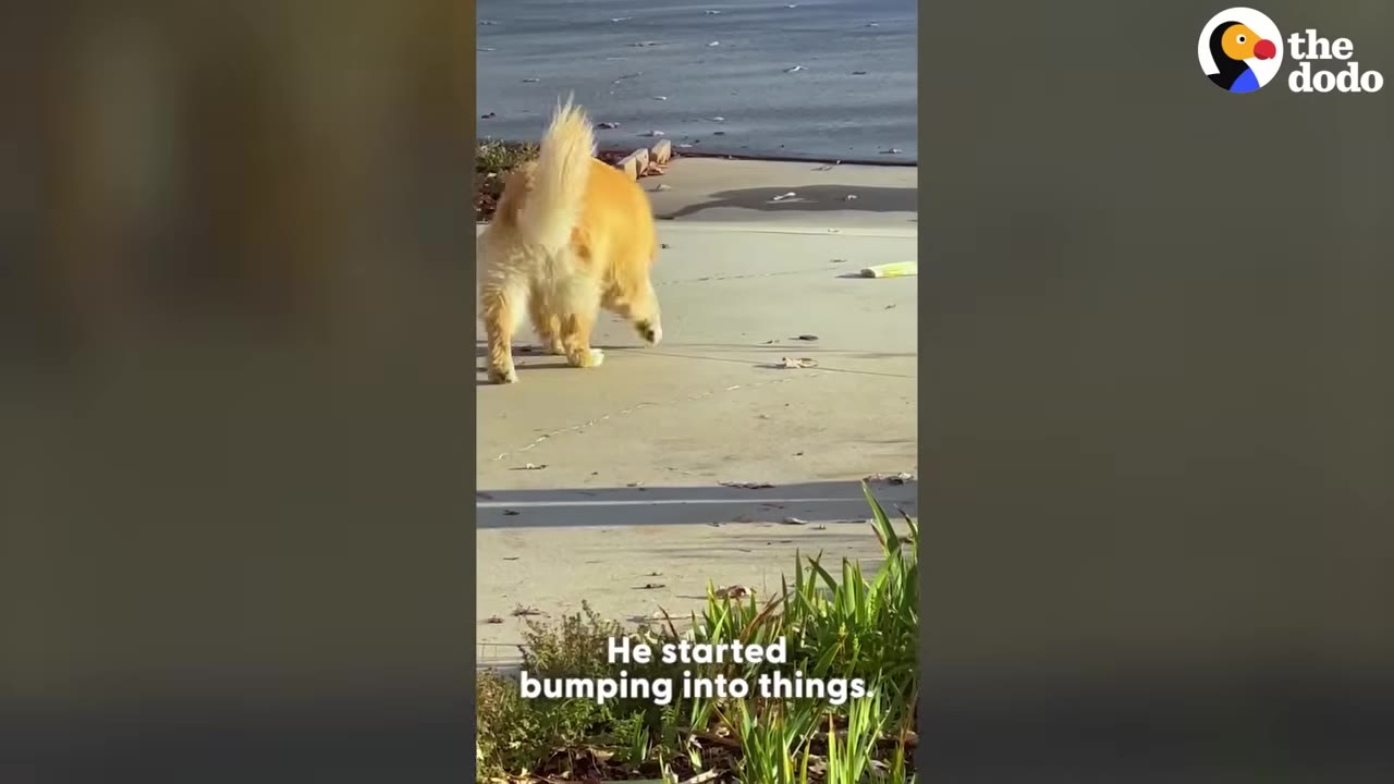 A golden retriever walks away on a paved path outdoors near a body of water.