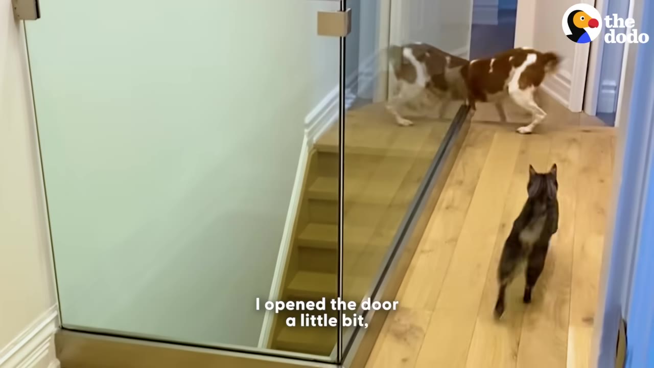 A tabby cat walks down a wooden hallway towards a brown and white dog standing near a glass staircase railing.