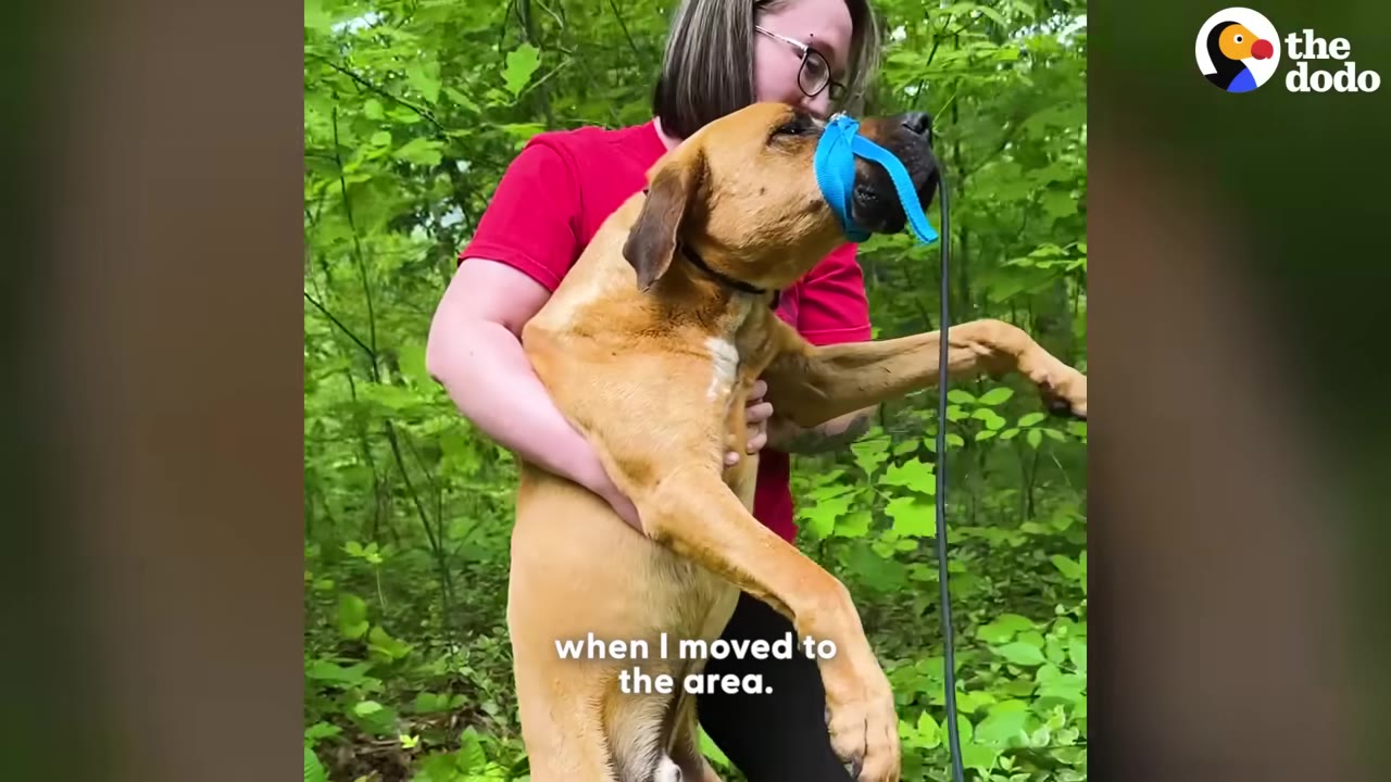 A woman wearing glasses and a red shirt carries a large tan dog with a blue strap around its snout in a wooded area.
