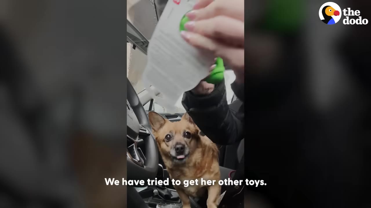 A small brown dog sits in the passenger seat of a car, looking up with its tongue slightly out as a person holds up a new green toy in its packaging.