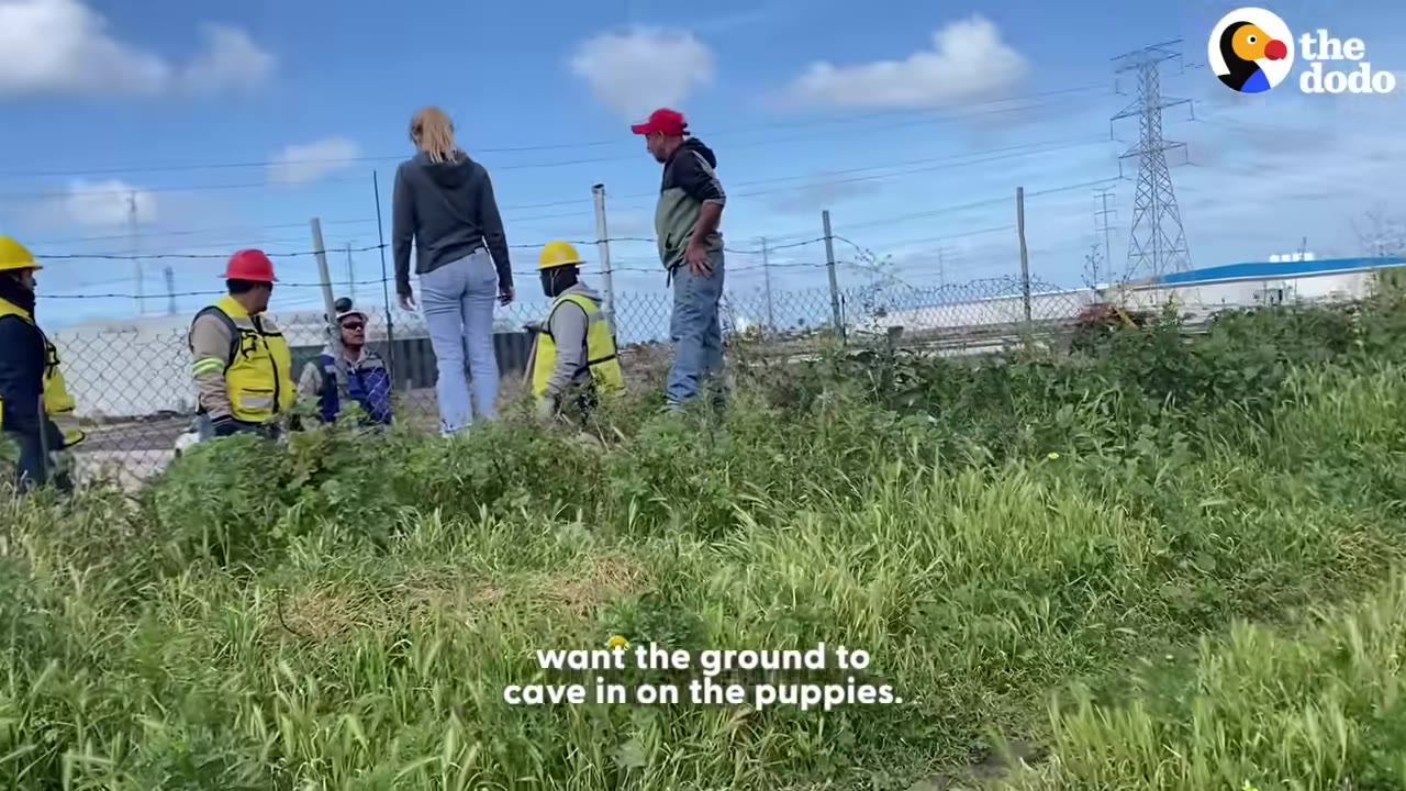 A group of rescue workers and volunteers stand on a grassy slope near a chain-link fence, looking down at the ground where a puppy den is located.