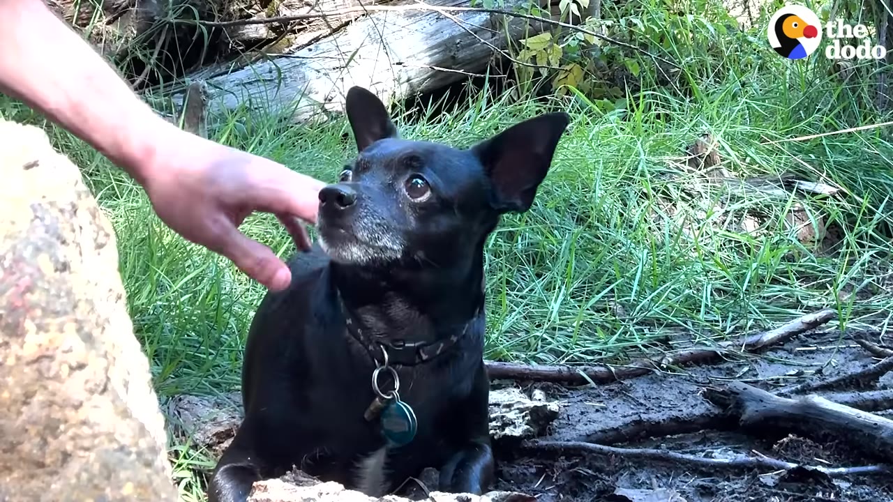 A person's hand reaches out toward a small, black dog with wide, anxious eyes sitting in a grassy, wooded area.