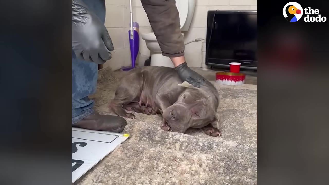 A person wearing black gloves gently pets a gray dog lying on a rug in a bathroom.