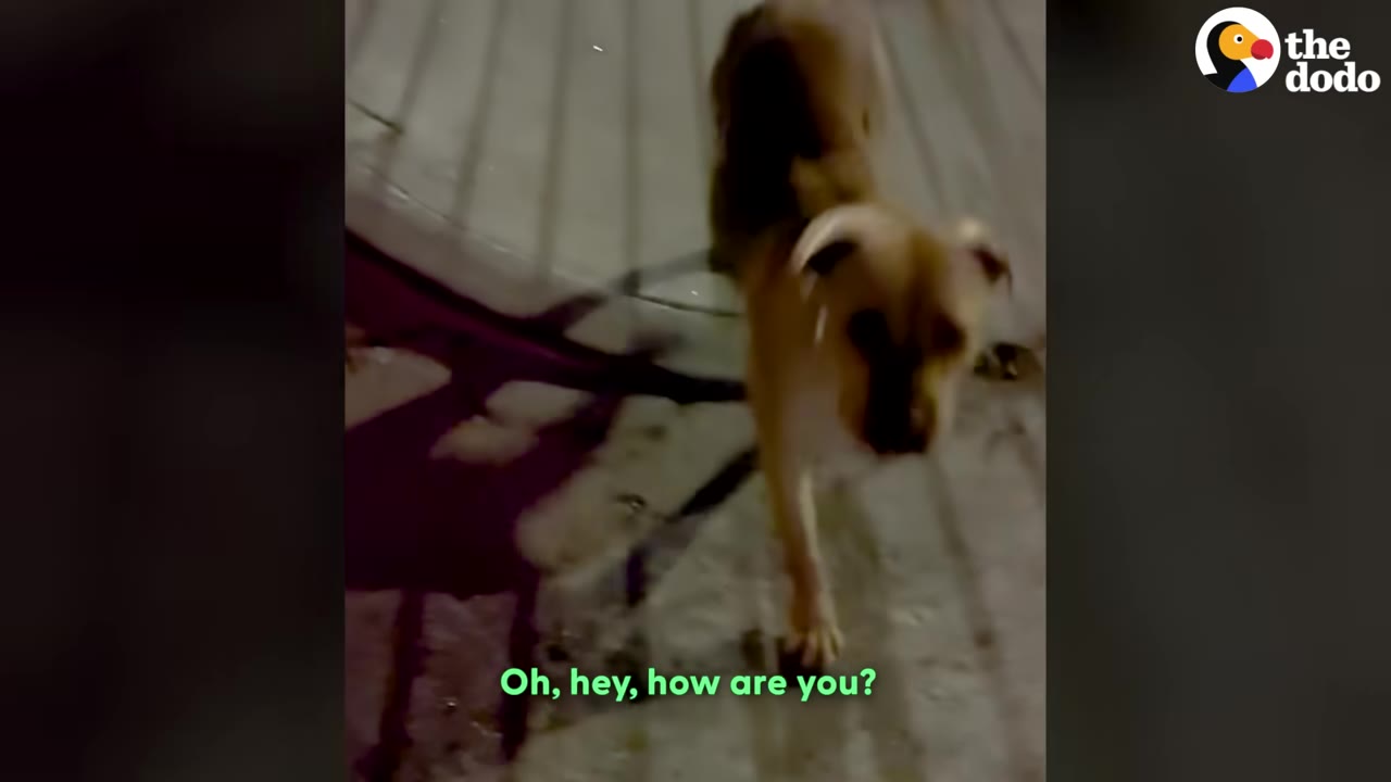 A friendly brown dog walks towards the camera on a paved path at night.