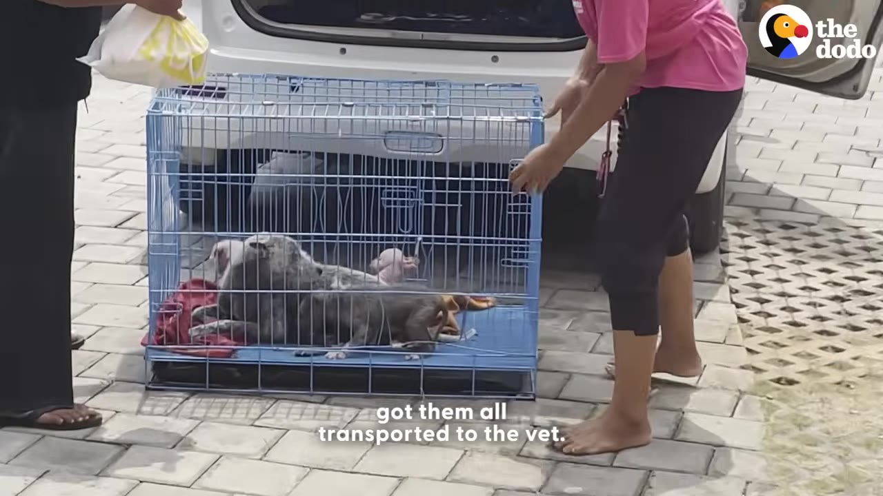 A rescue team places a blue wire cage containing a mother dog and her puppies into the back of a white vehicle.