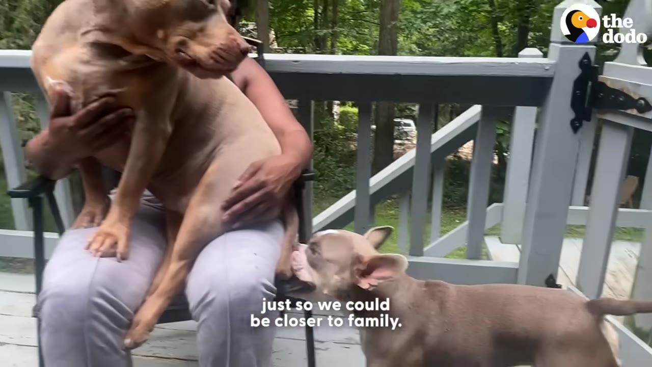 A person sitting on a deck chair holding a tan dog on their lap, while a smaller French bulldog stands nearby, with a wooden deck railing and trees in the background.