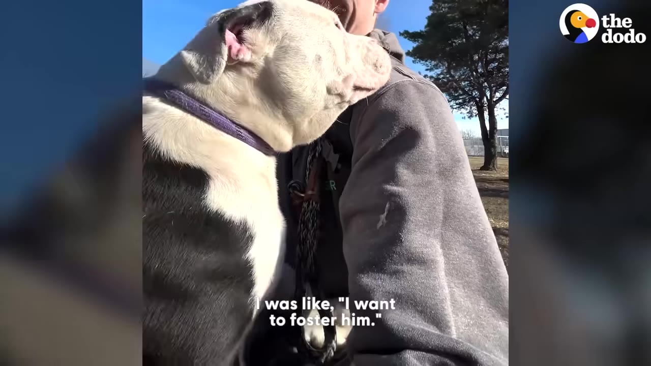 A black and white dog leans its head affectionately against a person's shoulder outdoors, with a subtitle reading 'I was like, "I want to foster him."'